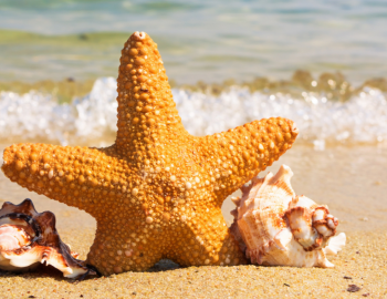Sea Isle City Skimmer Festival